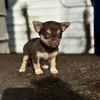 Chiweenie & Chihuahua Puppies