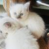 SOLD Reinas ragdoll kittens Kats ravishing Ragdolls 