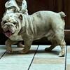 Lilac Tri Merle English Bulldog 