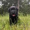AKC Black Labrador Retriever Puppies Ready July 16