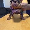 8 Week Old AKC English Bulldog Puppies 