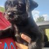 1/2 shih Tzu puppy 