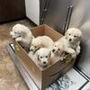 Golden retriever puppy 