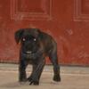 AKC Cane Corso puppies