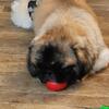 Male Pekingese - Alfie