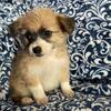 Shih Tzu Pekingese puppy’s. 