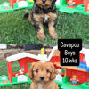 Cavapoo boys ready!!