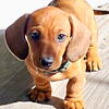 Looking for AKC reg. Red smoothhaired  Female Dachshund Dachshund (s)