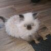 Persian Seal Point Kitten Male 8 weeks