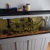 55 Gallon Aquarium With Stand And Fish
