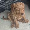 F2bb mini medium golden doodle 