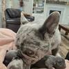 AKC REGISTERED FRENCHIE BABIES 