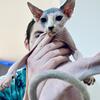 SPHYNX KITTENS CFA REGISTERED