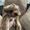 Stud serviceTeacup Doll face Baby face Yorkie(puppies are available)