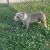 Female American bully