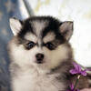 Pomsky Puppy "Oliver" borm 1/22/25