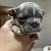 French bull dog puppys