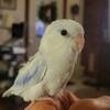 Parrotlet male, sweet beautiful, Guilderland NY 12303