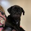 Pug puppies ready now 