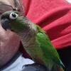 Hand fed baby green cheek conure