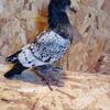 Pigeons and doves for sale in NW Ohio