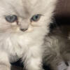 Himalayan Blue Point & Persian silver Chinchilla Kittens, blue eyes