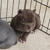 AMERICAN BULLY PUPS