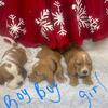 AKC REGISTERED BASSET PUPPIES