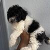 AKC MINI poodle babies 