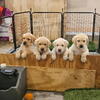 Outstanding AKC yellow males available.  Top notch genetics.
