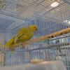 Hembra Indian Ringneck Criadora