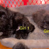 Shih Tzu pups
