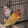 Lovebird pair 