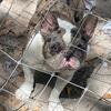 French bulldog female 