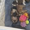 Shih tzu puppies purebred 