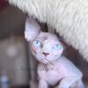 Sphynx kitten girl