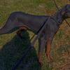7 month old female Doberman Pinscher puppy 