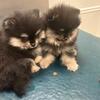 AKC Pomeranians. One F. One M. 