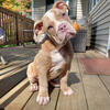 Lilac Merle Olde English Bulldogge Puppy