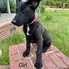 Dutch Shepherd puppies in atlanta georgia 10wks