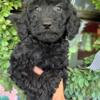 F1B goldendoodle puppies