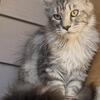 Maine Coon kitten