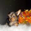 Adorable Yorkie puppies (612) 459-4691