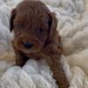 Red Mini F1 Goldendoodle Puppies (25-35lbs)