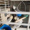 Young cockatiels 