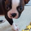 Boston terrier
