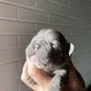 French bulldogs puppies