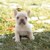 AKC French Bulldog merle and white puppies in Indiana