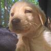 Labrador puppies 
