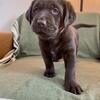 AKC Registered Lab Puppies